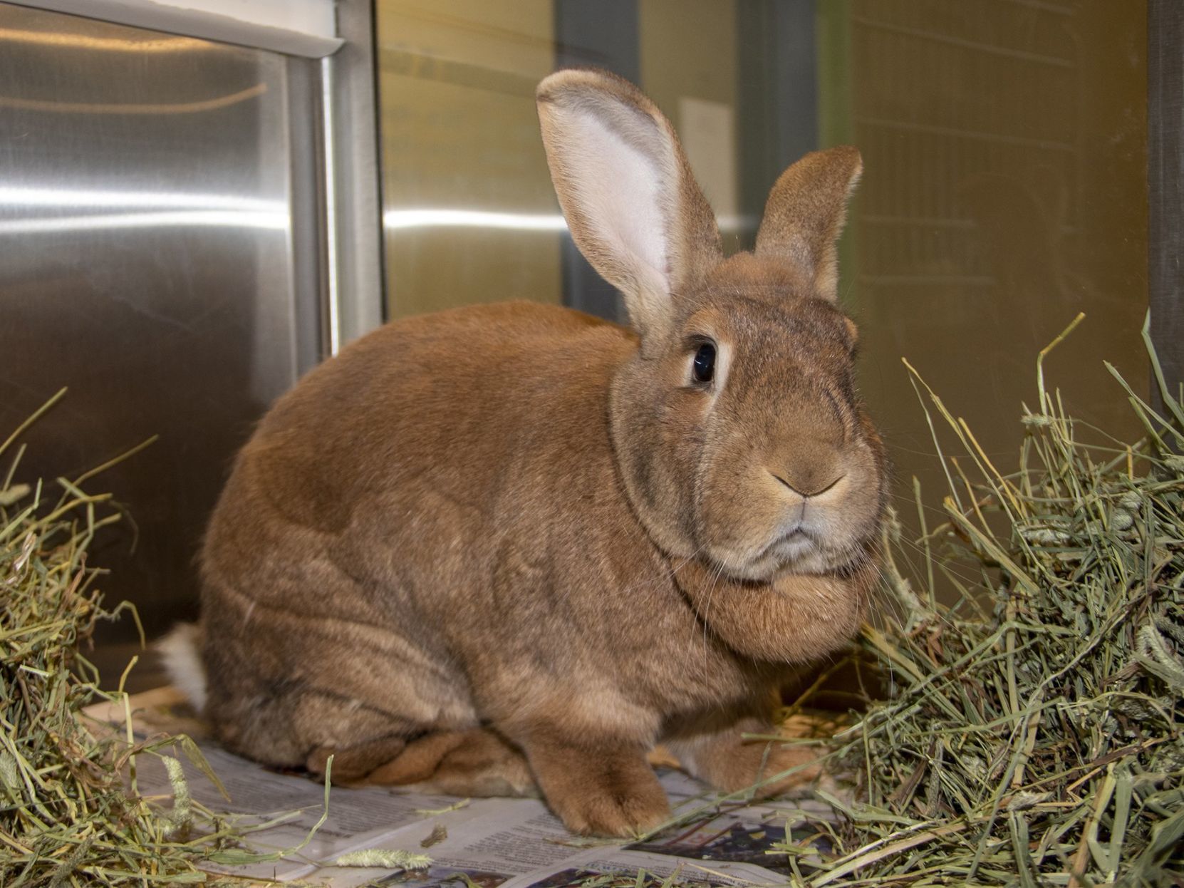 Last week's pet, still available: Oscar